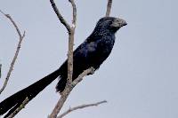 Crotophaga sulcirostris image