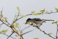 Polioptila plumbea image