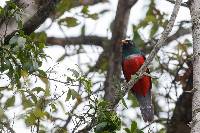 Trogon mesurus image