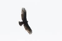 Buteo albonotatus image