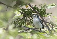 Polioptila plumbea image