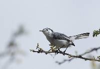 Polioptila plumbea image