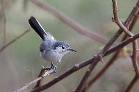 Polioptila plumbea image