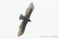 Buteo albonotatus image