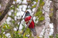 Trogon mesurus image