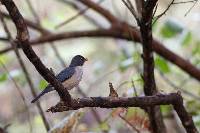 Turdus reevei image