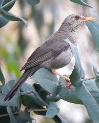 Turdus chiguanco image