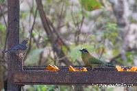 Turdus reevei image