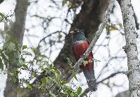 Trogon mesurus image