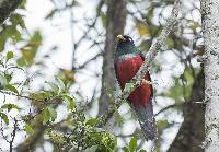 Trogon mesurus image