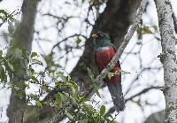 Trogon mesurus image