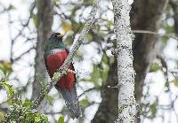 Trogon mesurus image