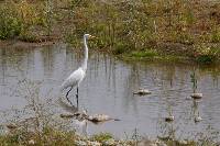 Ardea alba image