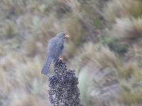 Turdus fuscater image