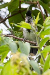 Thamnophilus bernardi image