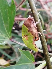 Pycnopalpa (Pycnopalpa) bicordata image