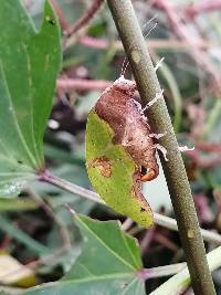 Pycnopalpa (Pycnopalpa) bicordata image