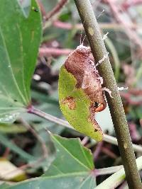 Pycnopalpa (Pycnopalpa) bicordata image