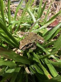 Pristimantis lymani image