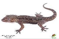 Hemidactylus frenatus image