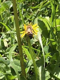 Apis mellifera image