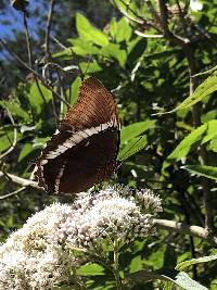 Siproeta epaphus image