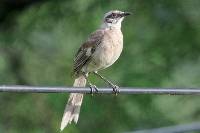 Mimus longicaudatus image