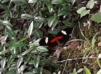 Heliconius himera image