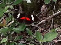 Heliconius himera image