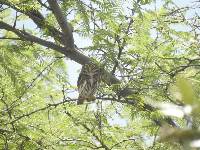 Glaucidium peruanum image