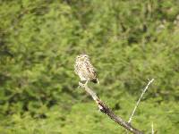 Athene cunicularia image