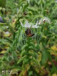 Apis mellifera image