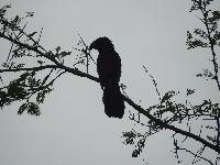 Crotophaga sulcirostris image