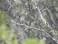 Campylorhynchus fasciatus image