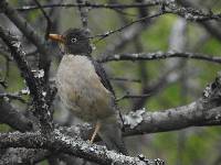 Turdus reevei image