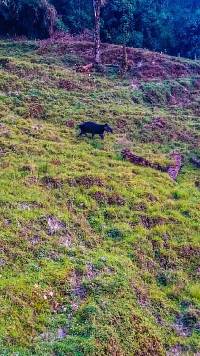 Tapirus pinchaque image