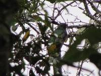 Trogon personatus image