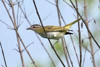 Vireo olivaceus image