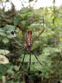 Trichonephila clavipes image