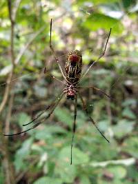 Trichonephila clavipes image