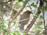 Turdus maculirostris image