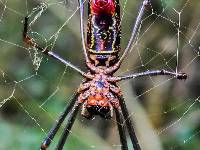 Trichonephila clavipes image