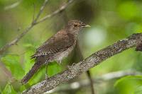 Turdus maculirostris image