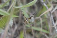 Argiope argentata image