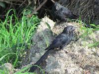 Crotophaga sulcirostris image