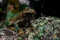 Gastrotheca turnerorum image