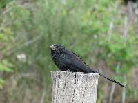 Crotophaga sulcirostris image