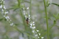 Apis mellifera image