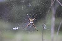 Argiope argentata image