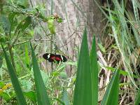 Heliconius himera image